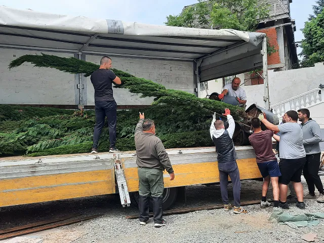 istovar velikih sadnica iz kamiona uz pomoć iskusnih radnika i bageriste